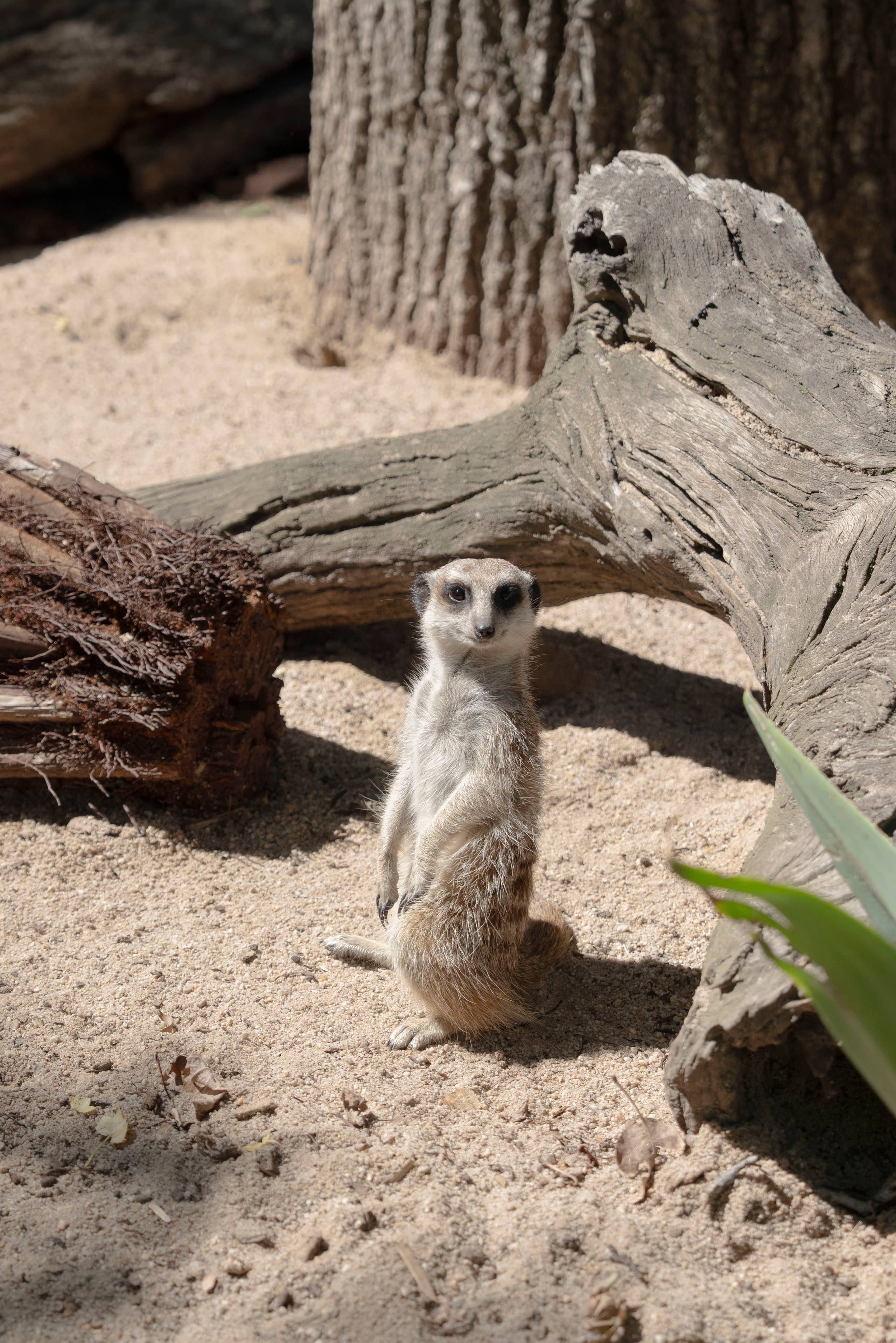 Meerkat standing in the sand